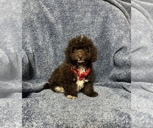 Cavapoo Puppy for sale in JEFFERSONVILLE, IN, USA