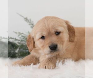 Golden Retriever Puppy for sale in NEWPORT, PA, USA