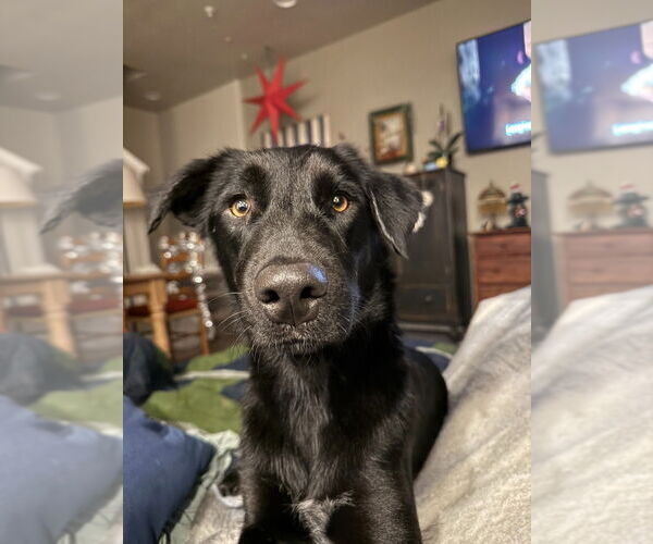 Medium Photo #1 Mutt Puppy For Sale in Salt Lake City, UT, USA