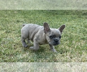 French Bulldog Puppy for sale in ALTA LOMA, CA, USA