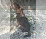Small #5 Labrador Retriever