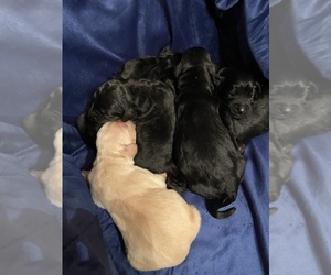 Mutt-Poodle (Standard) Mix Puppy for sale in ROCK RIVER, WY, USA