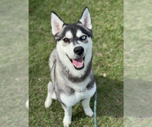 Medium Photo #1 Siberian Husky Puppy For Sale in Fort Lauderdale, FL, USA