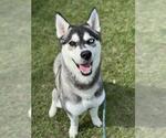 Small Siberian Husky