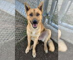 Small #4 German Shepherd Dog Mix