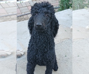 Father of the Poodle (Standard) puppies born on 01/22/2026