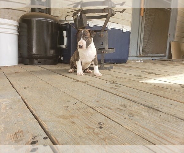 Medium Photo #1 Bull Terrier Puppy For Sale in TALBOTTON, GA, USA