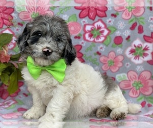 Goldendoodle Puppy for sale in LANCASTER, PA, USA