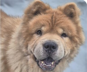 Chow Chow Dogs for adoption in San Ramon, CA, USA