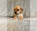 Small Photo #13 Puggle Puppy For Sale in LAKELAND, FL, USA