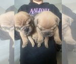 Small #9 English Bulldog