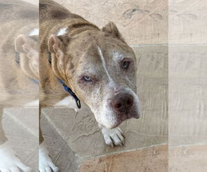 American Pit Bull Terrier-American Staffordshire Terrier Mix Dogs for adoption in Lighthouse Point, FL, USA