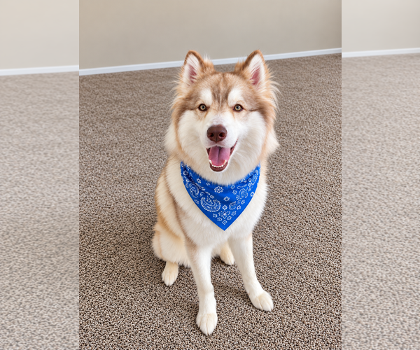 Medium Photo #4 Siberian Husky Puppy For Sale in Euless, TX, USA