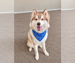 Small Photo #4 Siberian Husky Puppy For Sale in Euless, TX, USA