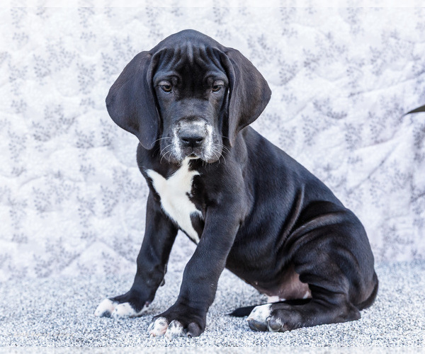 Medium Photo #12 Great Dane Puppy For Sale in WAKARUSA, IN, USA