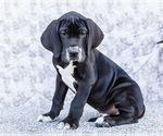 Small #11 Great Dane