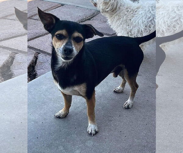 Medium Photo #4 Chihuahua-Unknown Mix Puppy For Sale in La Verne, CA, USA