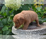 Small Photo #31 Golden Retriever Puppy For Sale in GREENWOOD, WI, USA