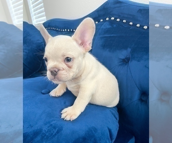 Medium Photo #7 French Bulldog Puppy For Sale in UNIVERSAL CITY, CA, USA