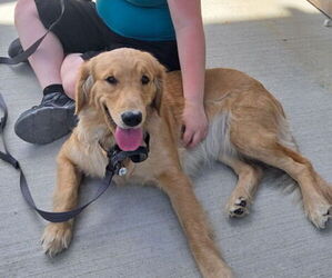 Mother of the Golden Retriever puppies born on 02/18/2026