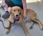 Small Photo #1 Golden Retriever Puppy For Sale in PLANT CITY, FL, USA