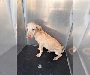 Dachshund-Unknown Mix Dogs for adoption in San Antonio, TX, USA