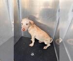 Small Dachshund Mix
