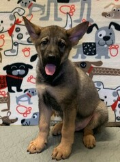 German Shepherd Dog Puppy for sale in DEERFIELD, OH, USA