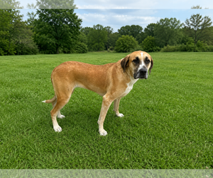 Catahoula Leopard Dog-Great Dane Mix Dogs for adoption in McKinney, TX, USA
