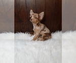 Small Photo #1 Chihuahua Puppy For Sale in INDIANAPOLIS, IN, USA