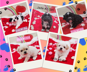 Shih Tzu Litter for sale in RICE, VA, USA