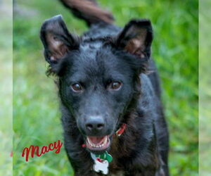 Canaan Dog-Unknown Mix Dogs for adoption in HOUSTON, TX, USA