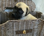 Small Photo #4 Mastiff Puppy For Sale in BRUCETON MILLS, WV, USA