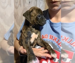 Boxer Puppy for sale in GLENWOOD, IN, USA