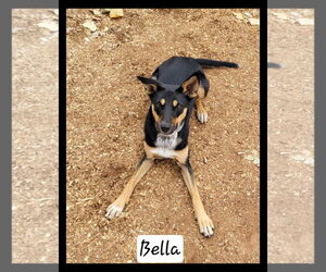 Mutt Dogs for adoption in Granbury, TX, USA