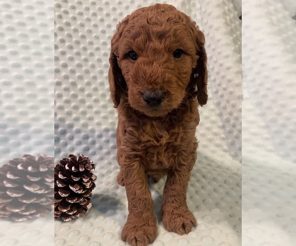 View Ad: Goldendoodle (Miniature) Litter of Puppies for Sale near New ...