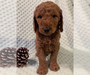 Goldendoodle (Miniature) Puppy for sale in ROCHESTER, NY, USA