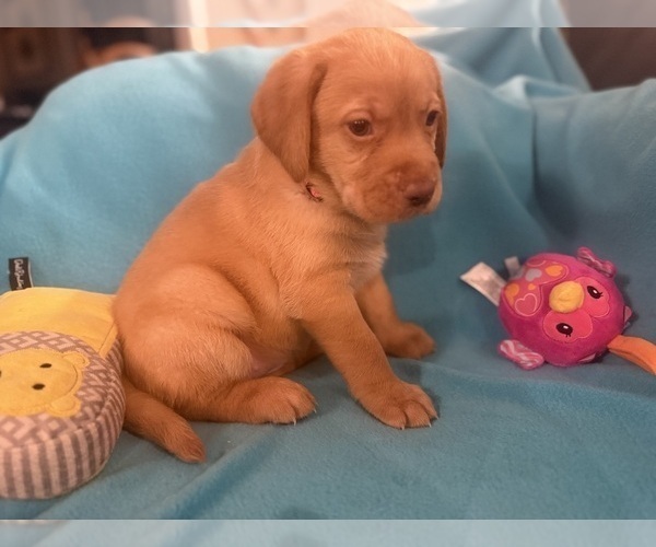 Medium Photo #2 Labrador Retriever Puppy For Sale in SPOTSYLVANIA, VA, USA