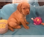Small #1 Labrador Retriever