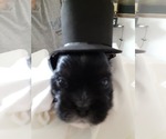 Puppy Licorice Shih Tzu