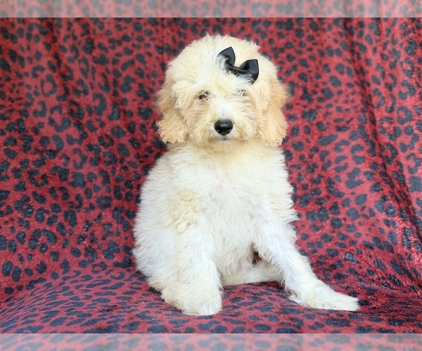 Medium Photo #5 Cockapoo (Miniature) Puppy For Sale in LAKELAND, FL, USA