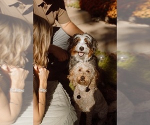 Mother of the Golden Mountain Doodle  puppies born on 09/14/2025