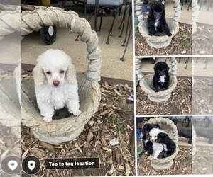 Poodle (Toy) Litter for sale in MALAKOFF, TX, USA