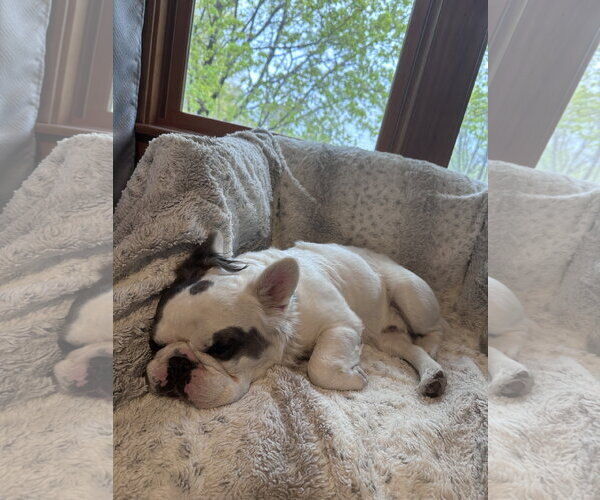 Medium Photo #6 French Bulldog Puppy For Sale in St. Louis Park, MN, USA