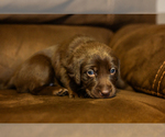 Small Photo #3 Labrador Retriever Puppy For Sale in NORTH EAST, PA, USA