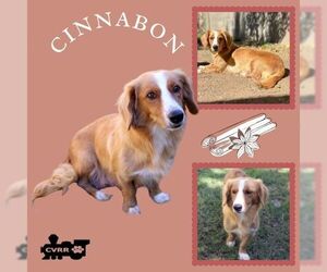 Medium Australian Shepherd-Pembroke Welsh Corgi Mix