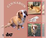 Small Australian Shepherd-Pembroke Welsh Corgi Mix