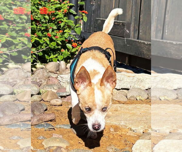 Medium Photo #5 Chihuahua-Unknown Mix Puppy For Sale in Boonton, NJ, USA