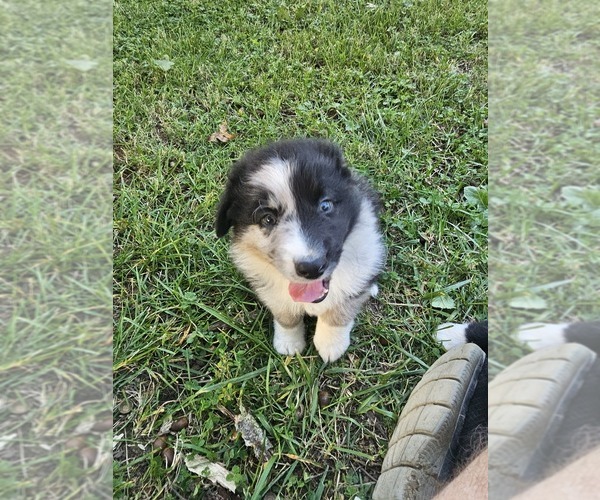 Medium Photo #7 Australian Shepherd Puppy For Sale in NELSON, VA, USA