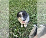 Steven - Male Australian Shepherd Puppy for Sale - Photo #7
